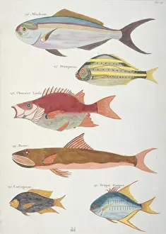 Colourful illustration of six fish