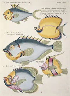 Colourful illustration of five fish