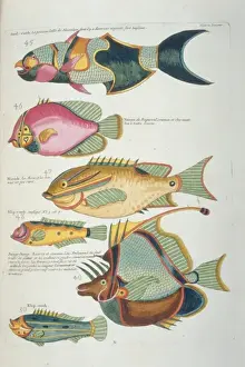 Colourful illustration of six fish