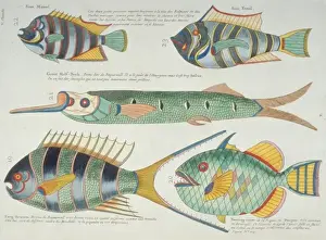 Colourful illustration of five fish