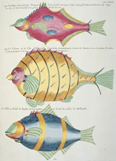 Colourful illustration of three fish
