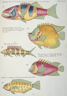 Colourful illustration of five fish