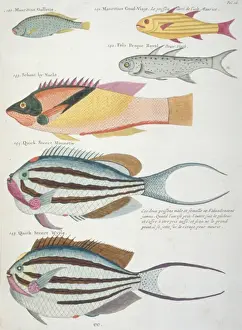 Colourful illustration of six fish