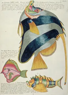 Colourful illustration of three fish