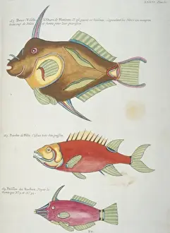 Colourful illustration of three fish