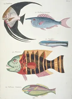 Colourful illustration of five fish
