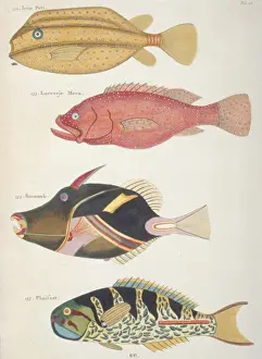 Colourful illustration of four fish
