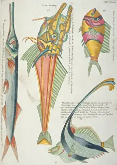 Colourful illustration of four fish