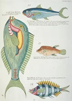 Colourful illustration of four fish