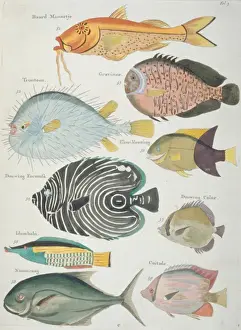 Colourful illustration of nine fish