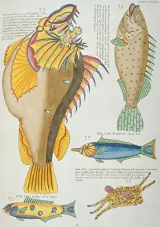 Colourful illustration of five fish