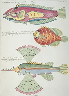 Colourful illustration of three fish