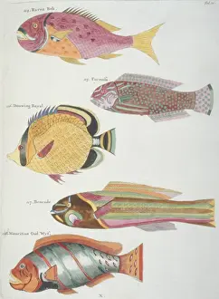 Colourful illustration of five fish
