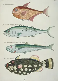 Natural History Museum Prints: Colourful illustration of four fish