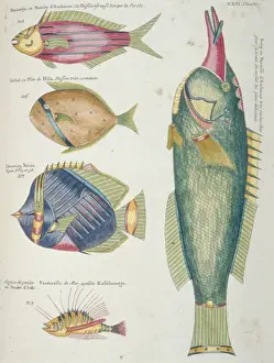Spike Prints: Colourful illustration of five fish