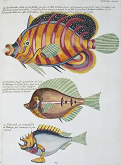 Colourful illustration of three fish