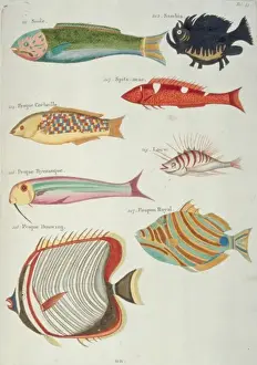 Colourful illustration of eight fish