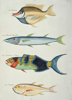 Colourful illustration of four fish