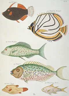 Colourful illustration of six fish