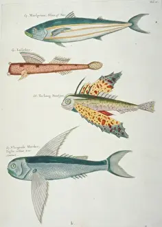 Colourful illustration of four fish
