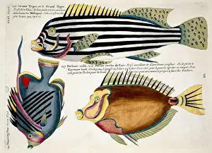 Colourful illustration of three fish