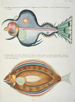Colourful illustration of two fish