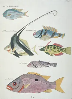 Colourful illustration of six fish