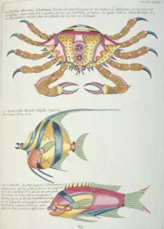 Crustacea Collection: Colourful illustration of two fish and a crab