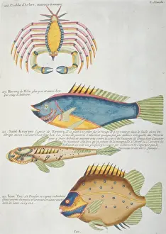 Claw Prints: Colourful illustration of three fish and a crabs