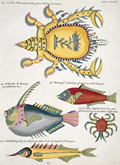 Colourful illustration of three fish and two crabs