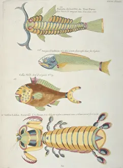 Colourful illustration of three fish and a crustacean