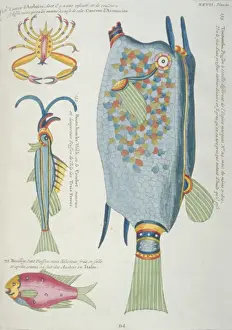 Colourful illustration of three fish and a crustacean