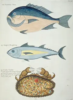 Colourful illustration of two fish and a crustacean