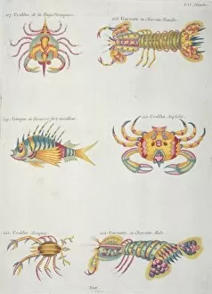 Spine Gallery: Colourful illustration of a fish and five crustaceans