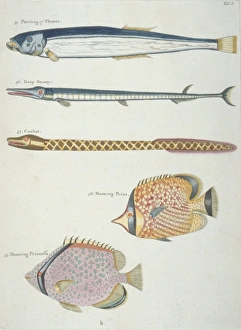 Anguilliform Gallery: Colourful illustration of four fish and an eel