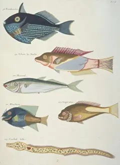 Colourful illustration of four fish and an eel