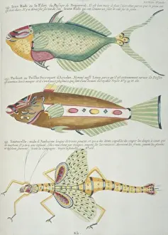 Orthoptera Prints: Colourful illustration of two fish and a grasshopper