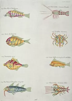 Barbel Gallery: Colourful illustration of five fish, two lobsters and a crab