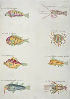 Colourful illustration of five fish, two lobsters and a crab