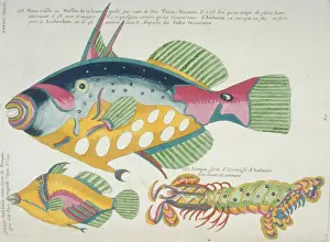 Louis Renard Prints: Colourful illustration of two fish and a stomatopod