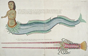 Crustacea Collection: Colourful illustration of a mermaid and a lobster