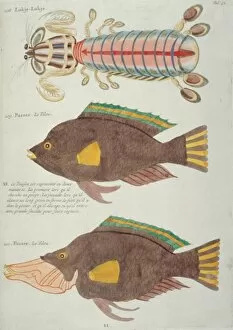 Crustacea Collection: Colourful illustration of of two fish and a crustacean