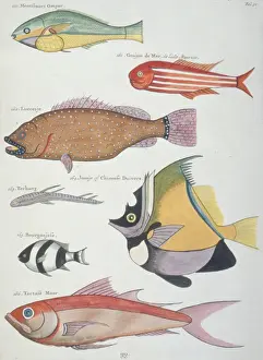 Colourful illustration of seven fish
