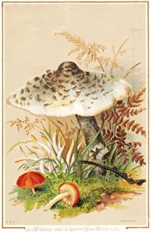 Toadstool Prints: Colourful toadstools on a New Year card