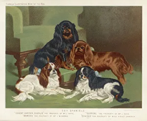 Breeds Collection: Four Colours Together