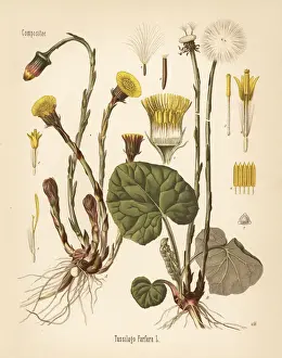 Coltsfoot, Tussilago farfara