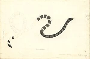 Colubridae Gallery: Coluber laticaudatus, colubrine amphibious sea snake