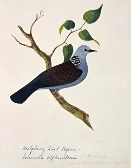 Margaret Bushby La Cockburn Collection: Columba elphinstonii, Nilgiri woodpigeon