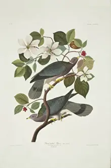 Dogwood Prints: Columba fasciata, band-tailed pigeon