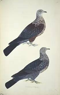 Columba hodgsonii, speckled woodpigeon